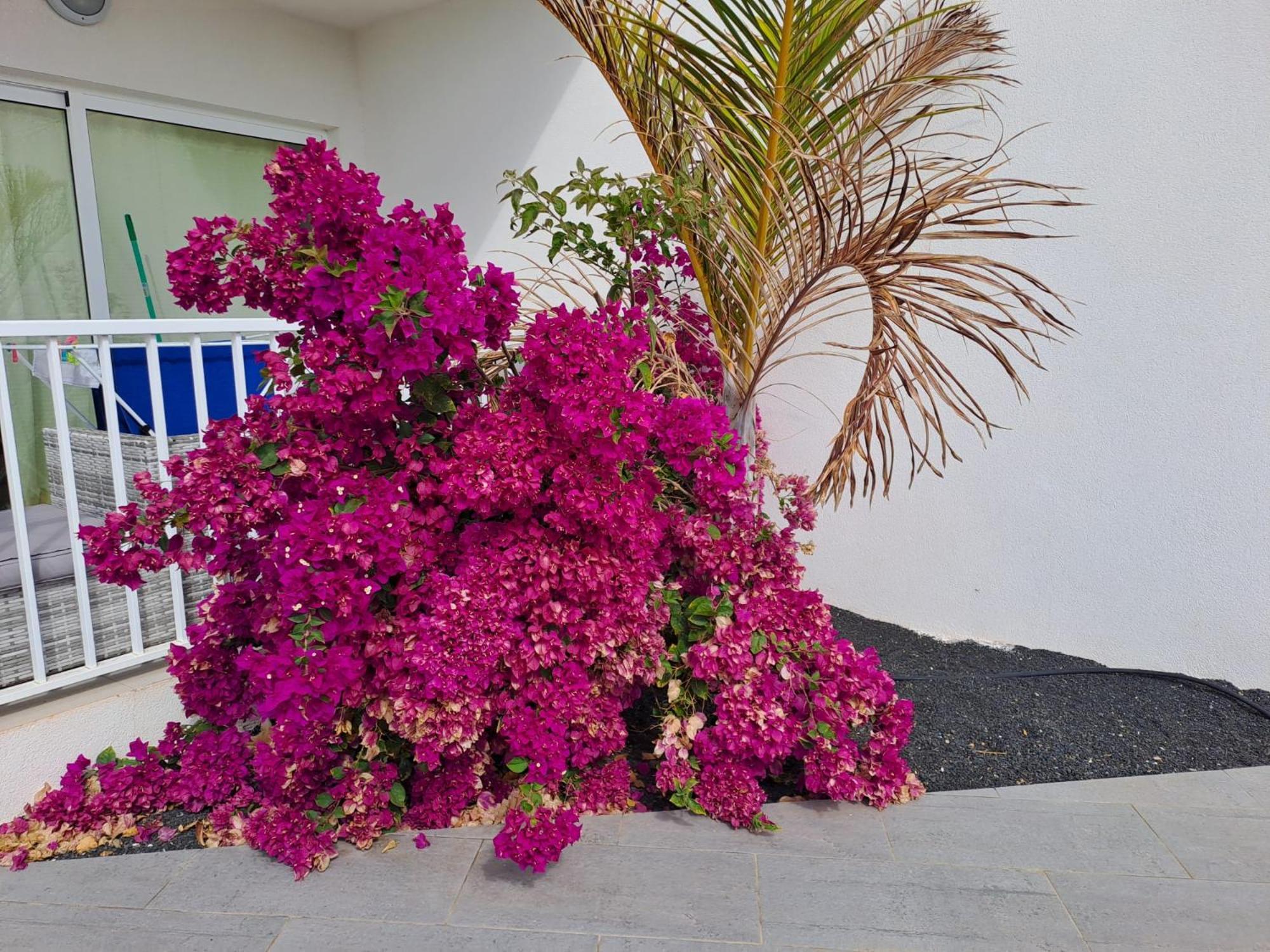 Luxury Sea View Senator Lanzarote Apartment Costa Teguise Bagian luar foto